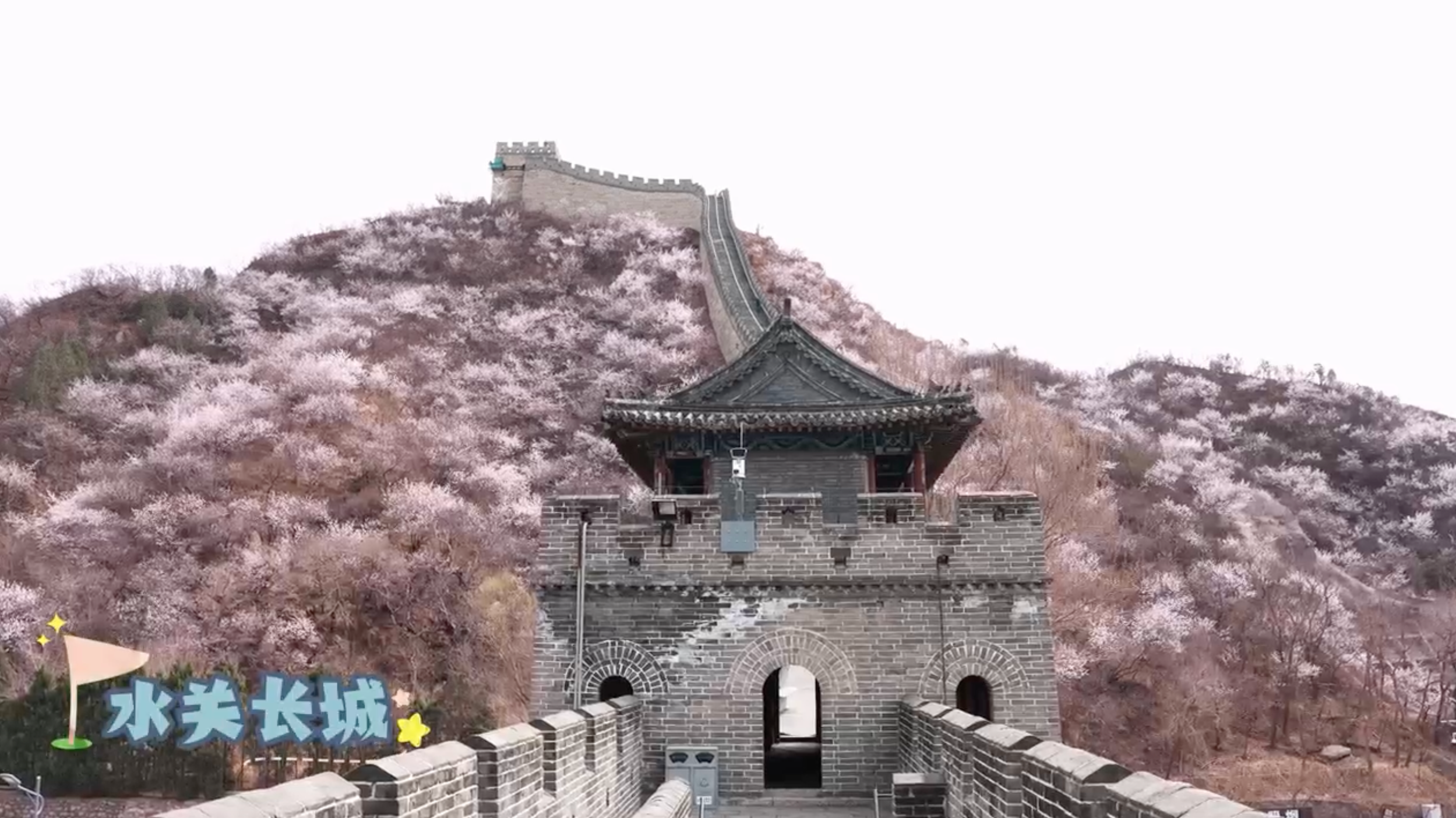 八达岭长城、水关长城本周进入盛花期，邀您来长城吹吹春天的风!