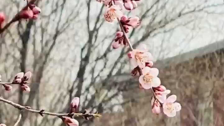 山桃玉兰花开，京城春意渐浓