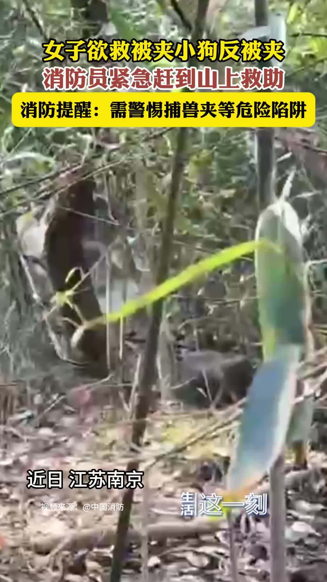 女子救被困小狗反被捕兽夹夹住