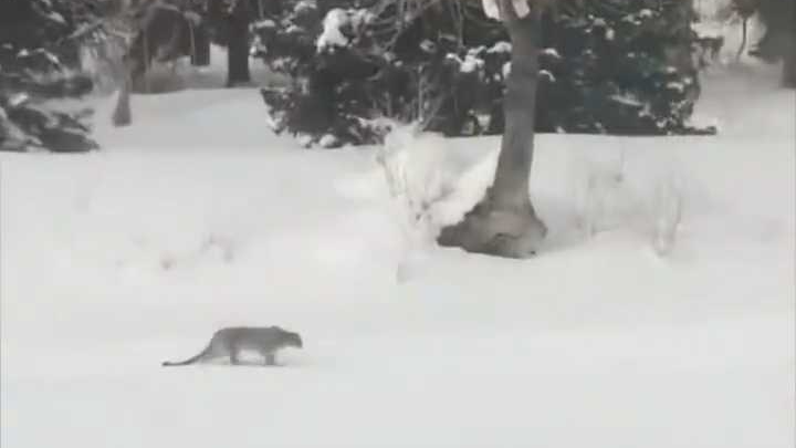 新疆雪豹袭击游客致1伤，下山原因公布