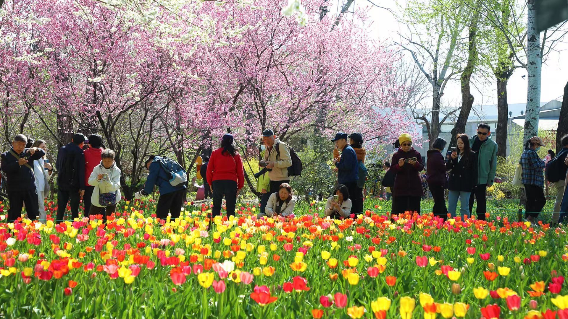 清明假期首日,北京市属公园共接待游客58.57万人次 清明假期首日,北京市属公园共接待游客58.57万人次