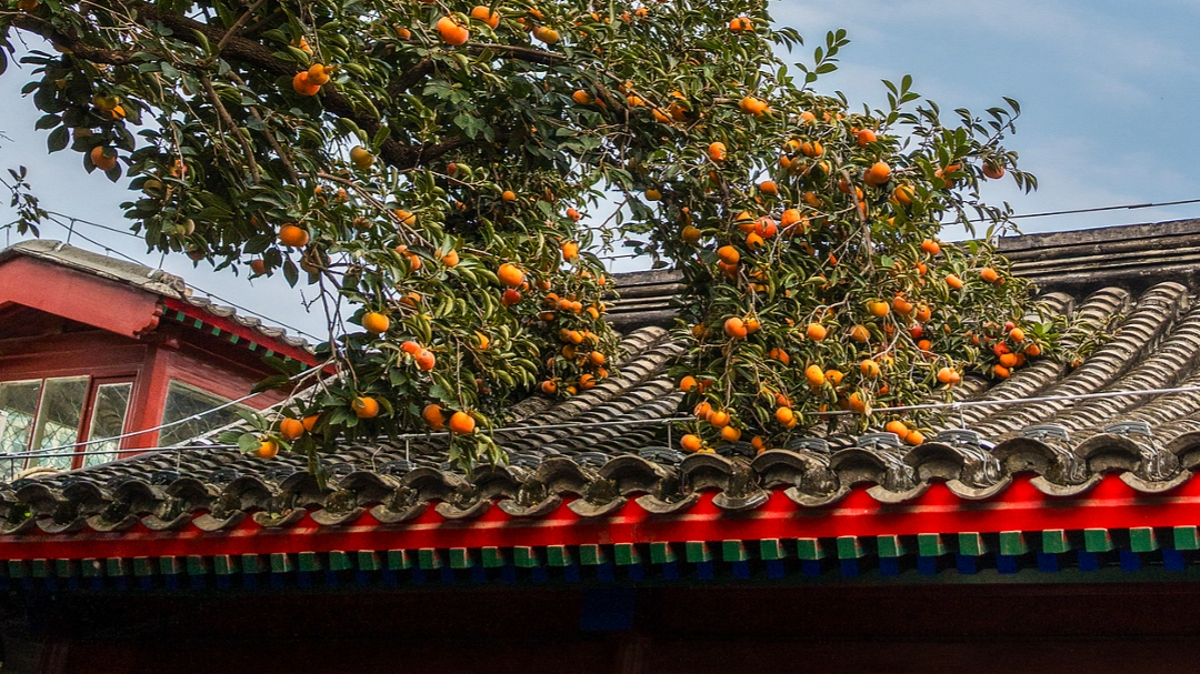 京城漫步｜街巷寻秋，感受老舍笔下的秋日