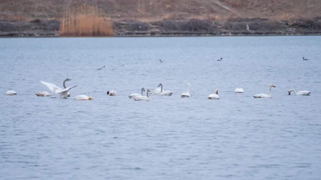 初春迎“贵客”!22只白天鹅结伴而至房山大石河 初春迎“贵客”!22只白天鹅结伴而至房山大石河