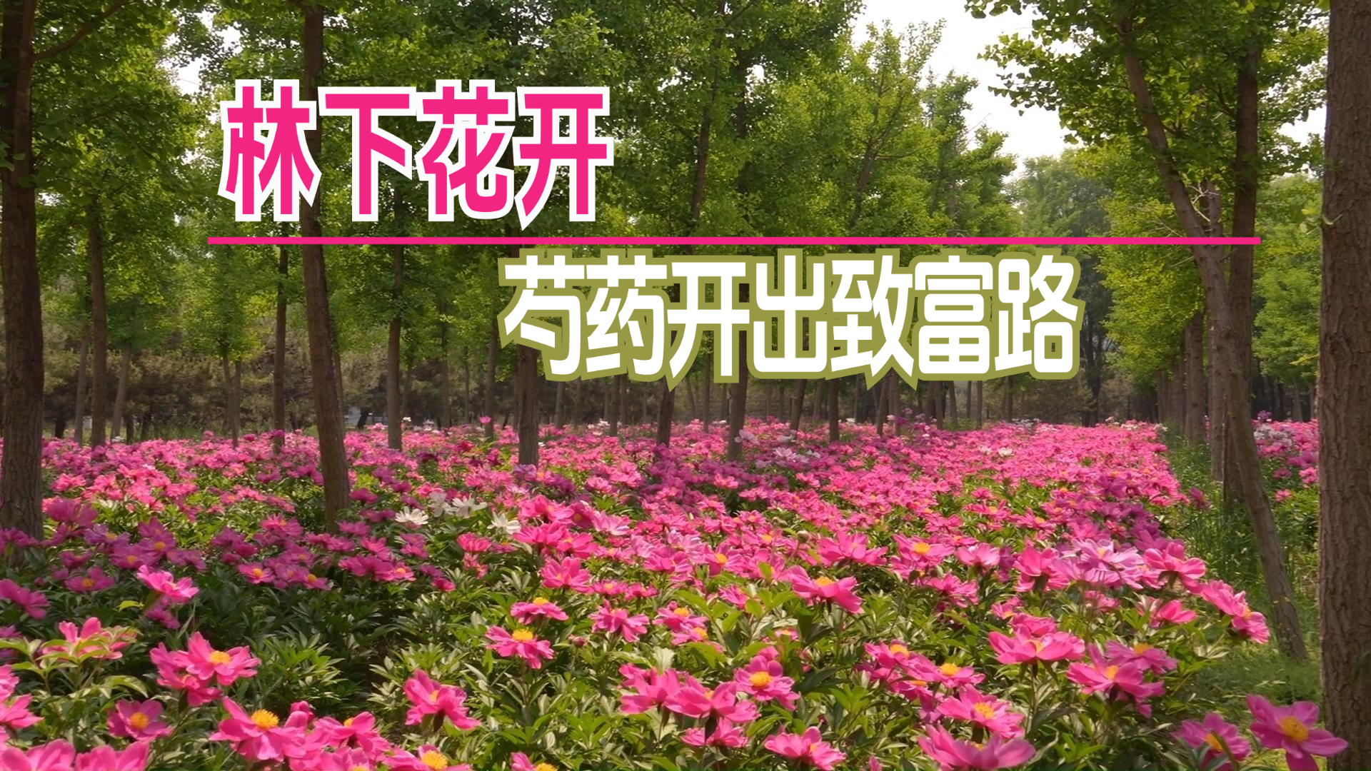 林下花开 芍药开出致富路 林下花开 芍药开出致富路