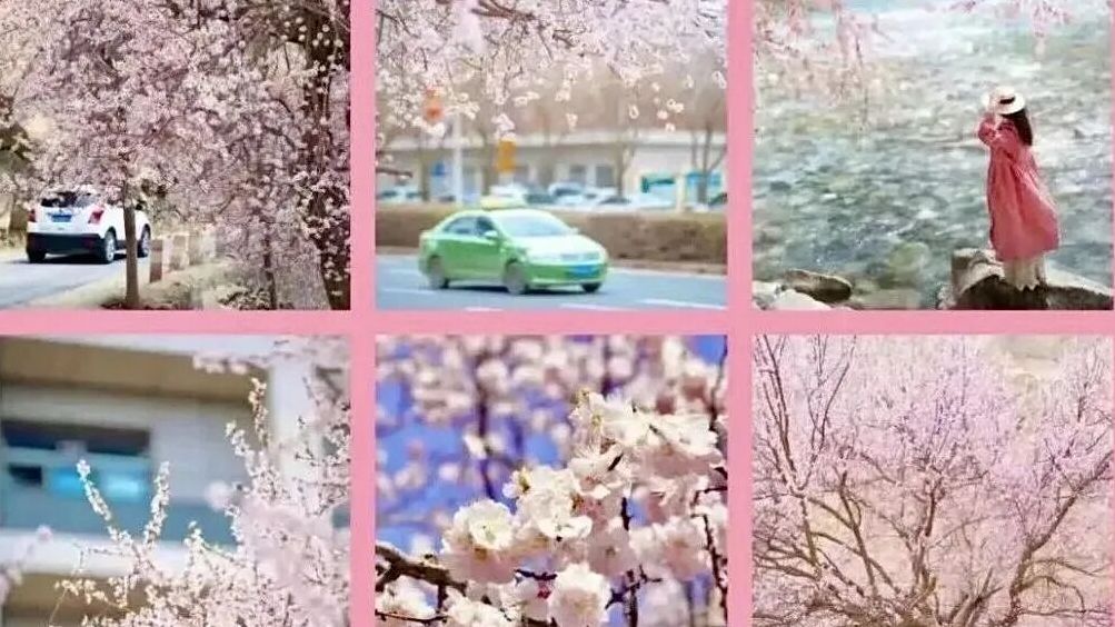 5月错峰游 | 我问AI中国哪个省最适合Color Walk?答案果然是—— 5月错峰游 | 我问AI中国哪个省最适合Color Walk?答案果然是——