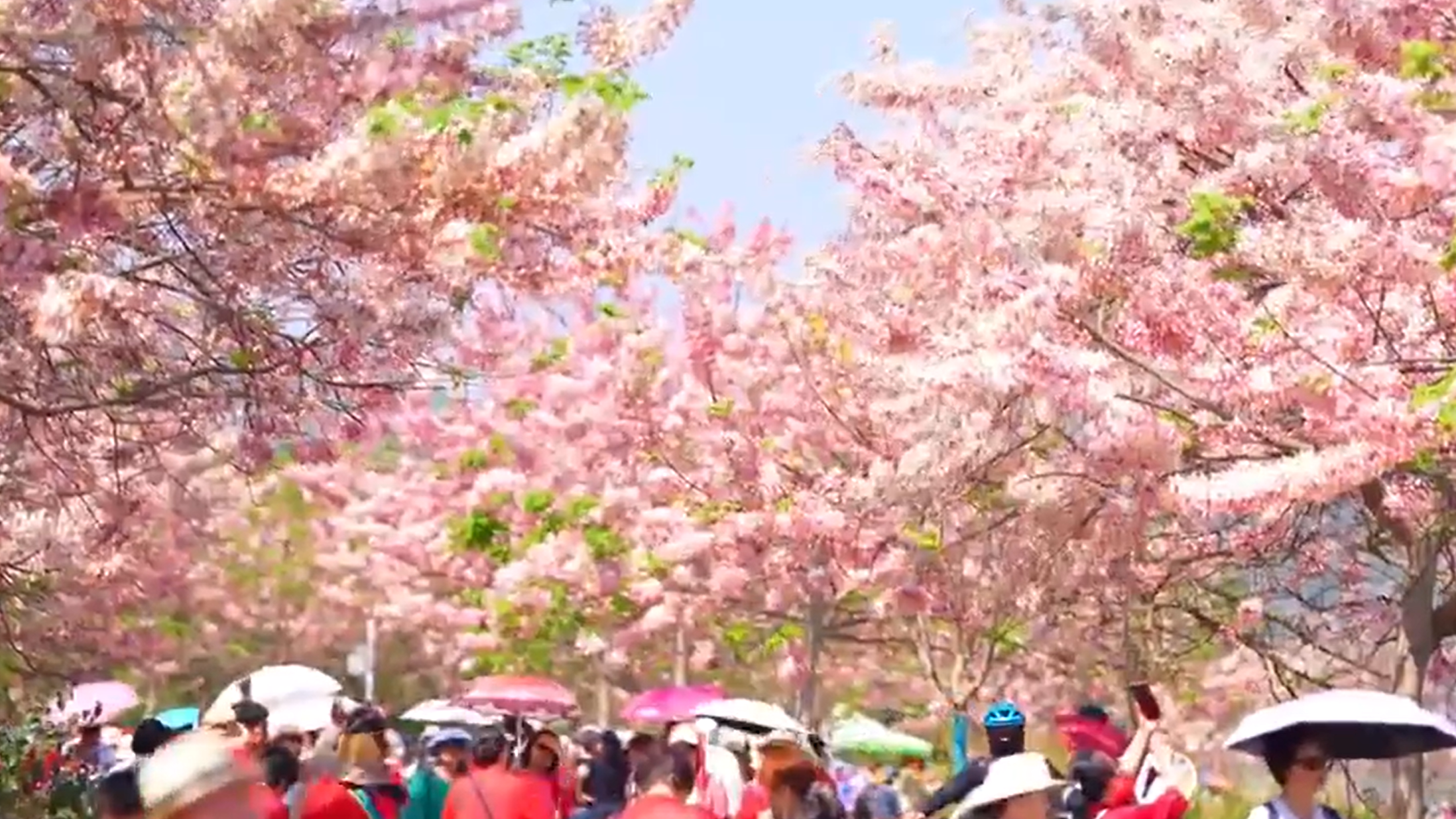 粉了粉了！云南石屏神黄豆花盛放