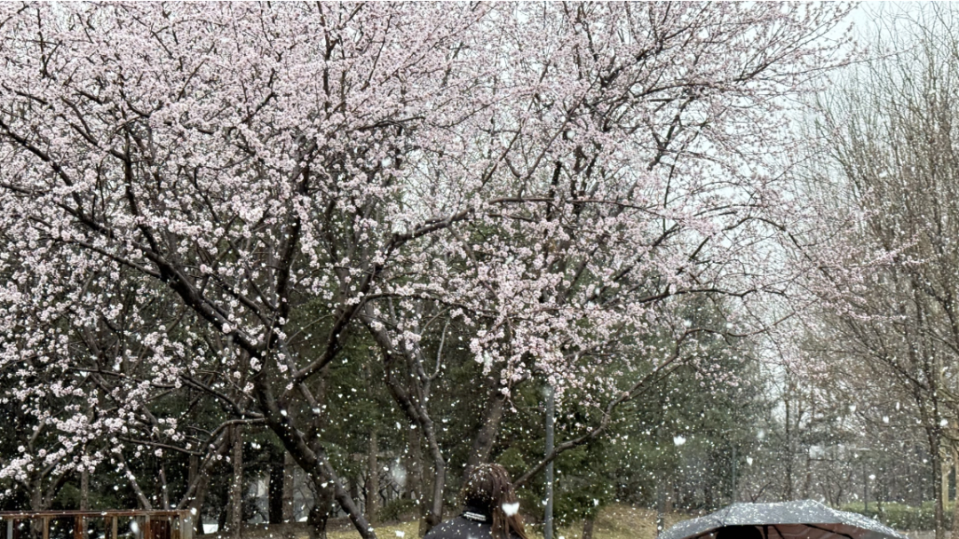北京3月下雪罕见吗？多区预警道路结冰→