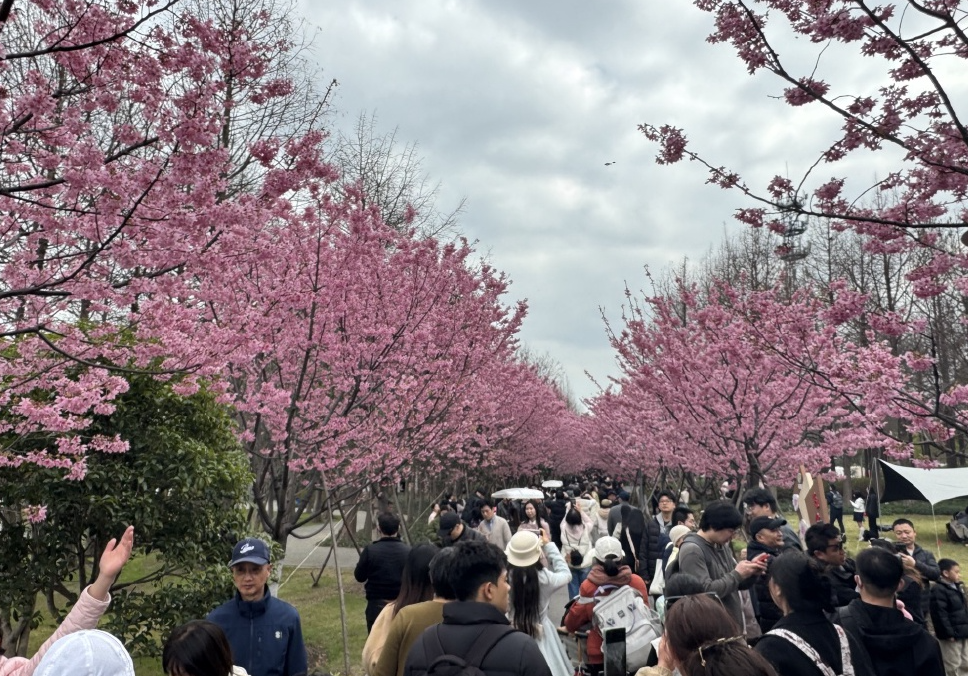 全国多地迎赏花高峰:酒店民宿预订量翻倍增长,机票均价下跌 全国多地迎赏花高峰:酒店民宿预订量翻倍增长,机票均价下跌