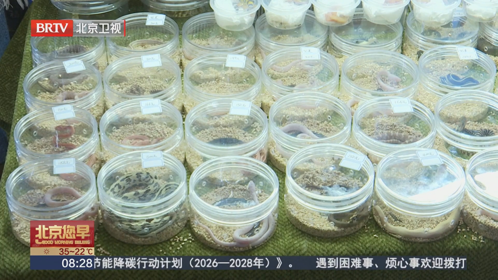 爬宠文化“破圈” 超千种特色宠物汇聚昌平 爬宠文化“破圈” 超千种特色宠物汇聚昌平
