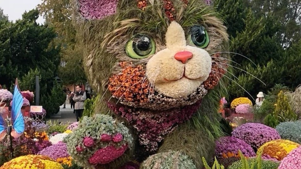 您看到那只藏在菊丛中的狸花猫了吗？北海菊展迎来大猫“福朵儿”