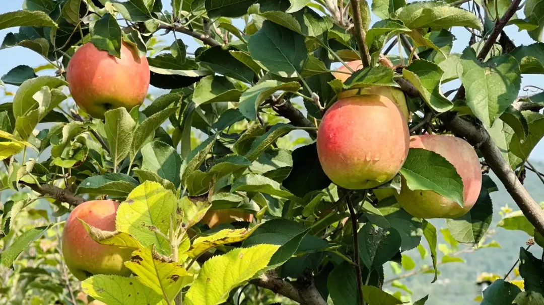 万吨苹果成熟正当时！昌平发布4条苹果采摘路线