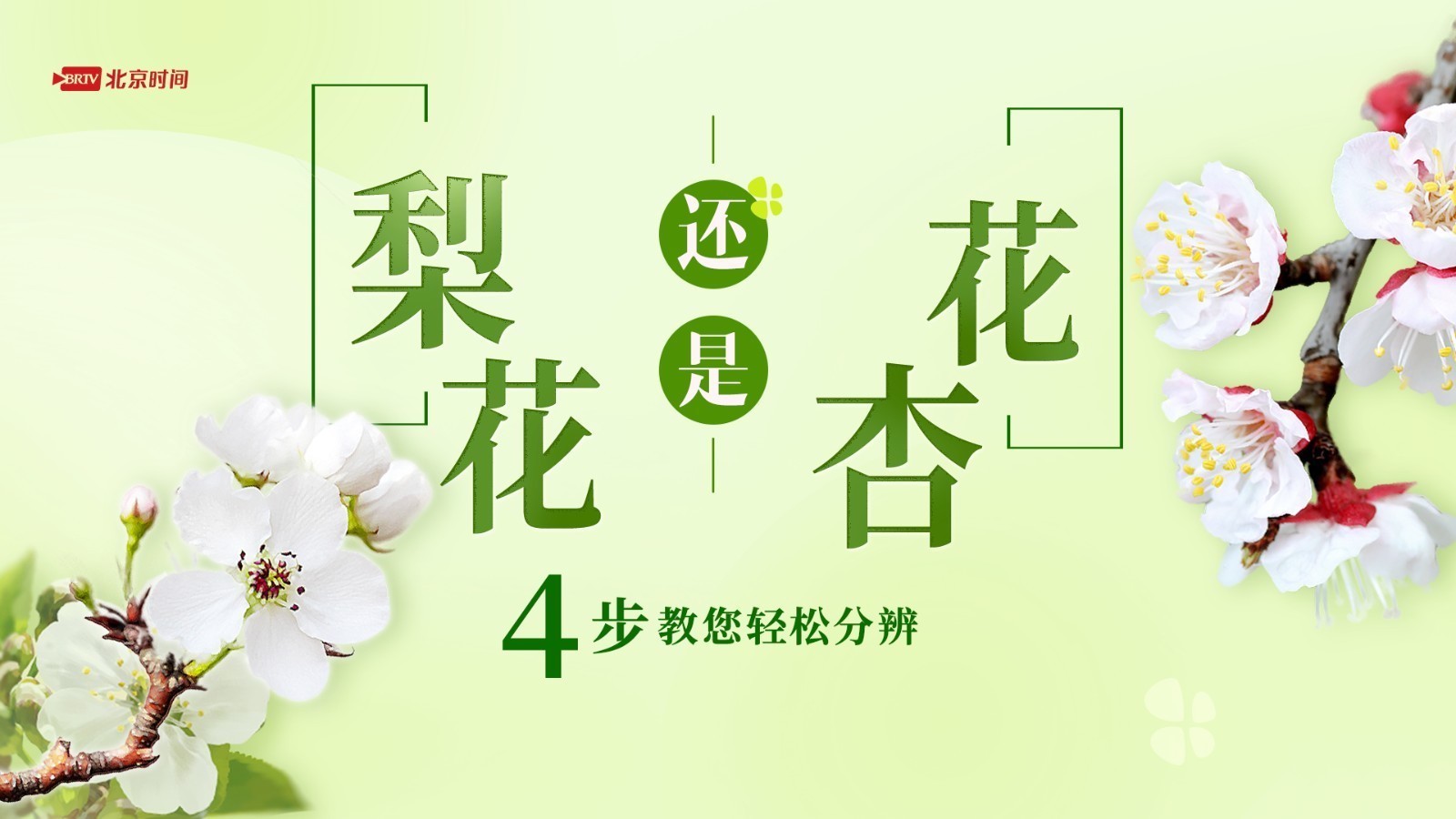 梨花vs杏花!4招教你一眼分清春日里的小白花 梨花vs杏花!4招教你一眼分清春日里的小白花