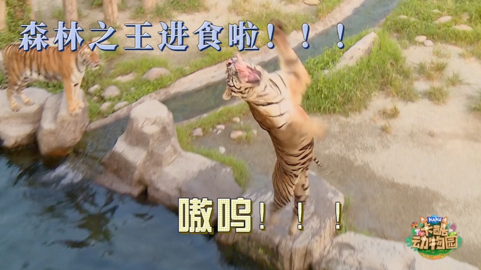 你们见过老虎扑食吗？