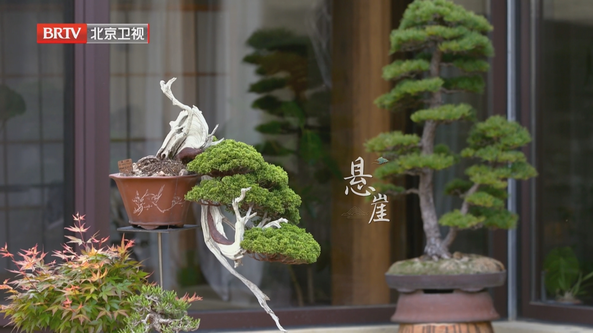 《一米花园》20250502