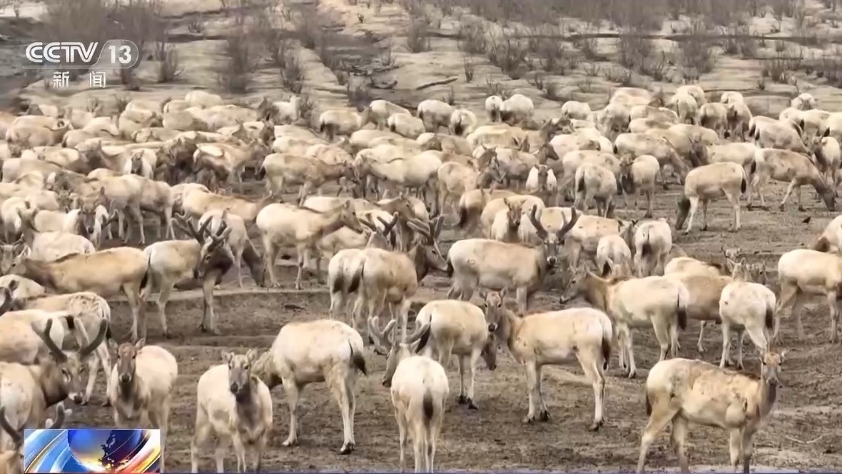 特别“家庭旅行团”亮相 我国野生动植物保护交出亮眼答卷
