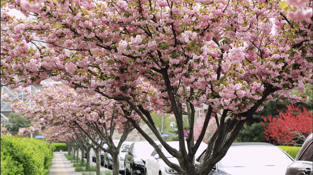 赏花正当时:大风过后,这里的樱花依然还在 赏花正当时:大风过后,这里的樱花依然还在