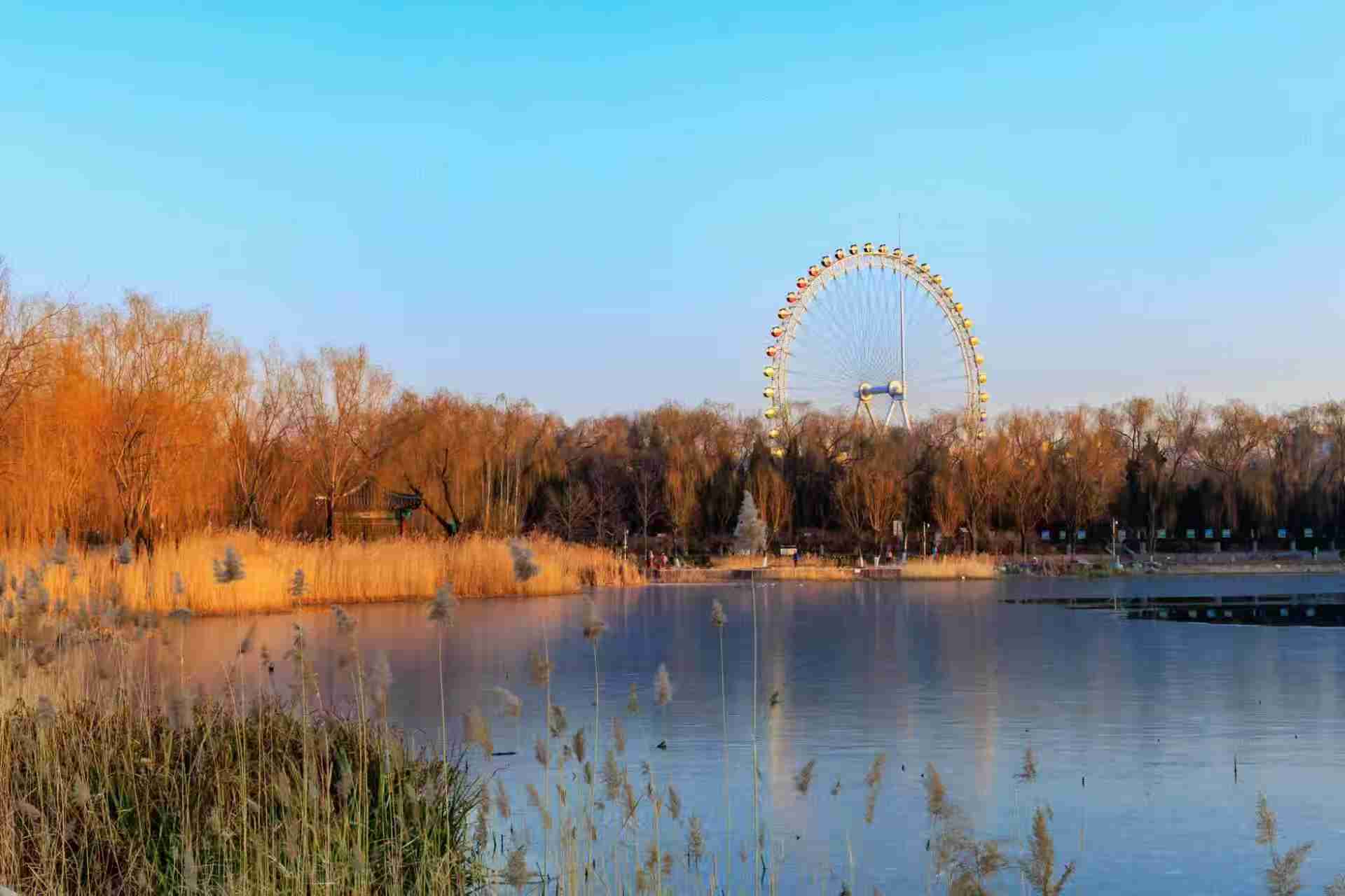 寒塘芦苇凝霜色 一园冬意满京城 寒塘芦苇凝霜色 一园冬意满京城