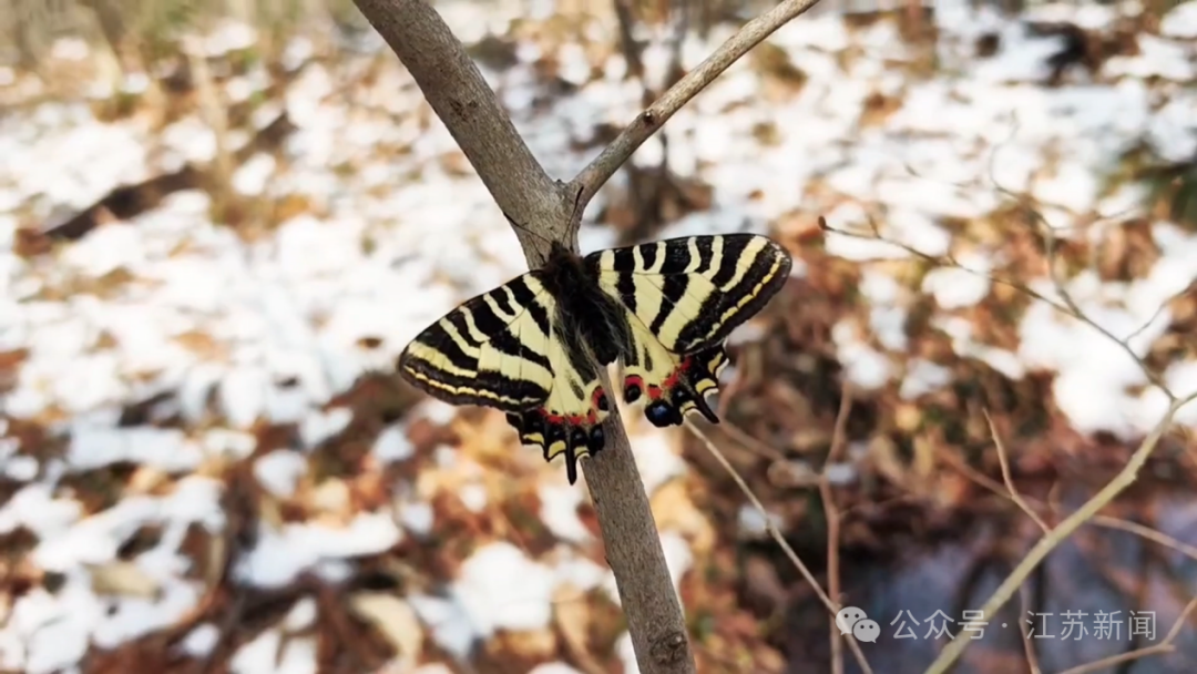 会飞的国宝!这只黄金蝴蝶,藏着江苏最珍贵的生态密码 会飞的国宝!这只黄金蝴蝶,藏着江苏最珍贵的生态密码