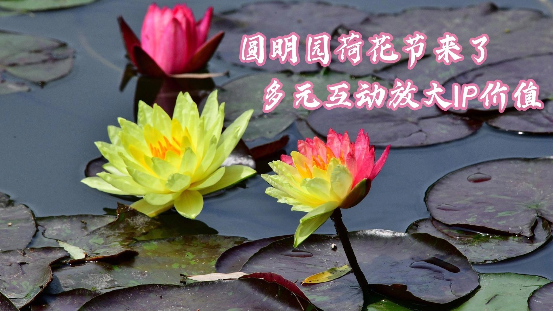 圆明园荷花节来了 多元互动放大IP价值 圆明园荷花节来了 多元互动放大IP价值