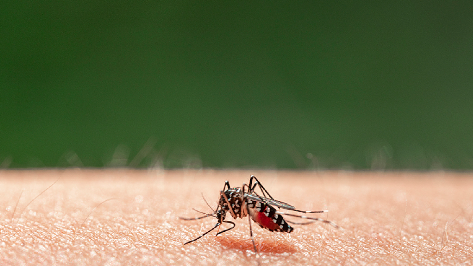 河边赏春遇“蚊子”扑脸?专家:摇蚊“集体相亲”,不咬人 河边赏春遇“蚊子”扑脸?专家:摇蚊“集体相亲”,不咬人