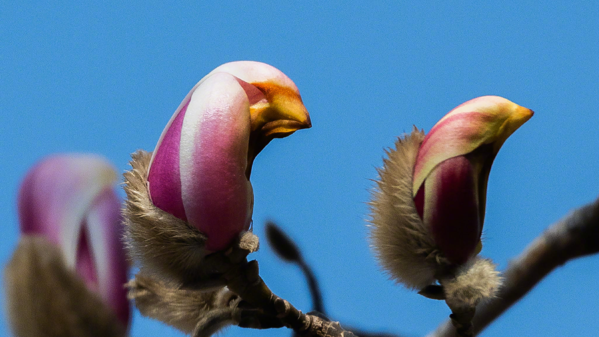 氛围组上线!被春日的小鸟玉兰可爱到了 氛围组上线!被春日的小鸟玉兰可爱到了