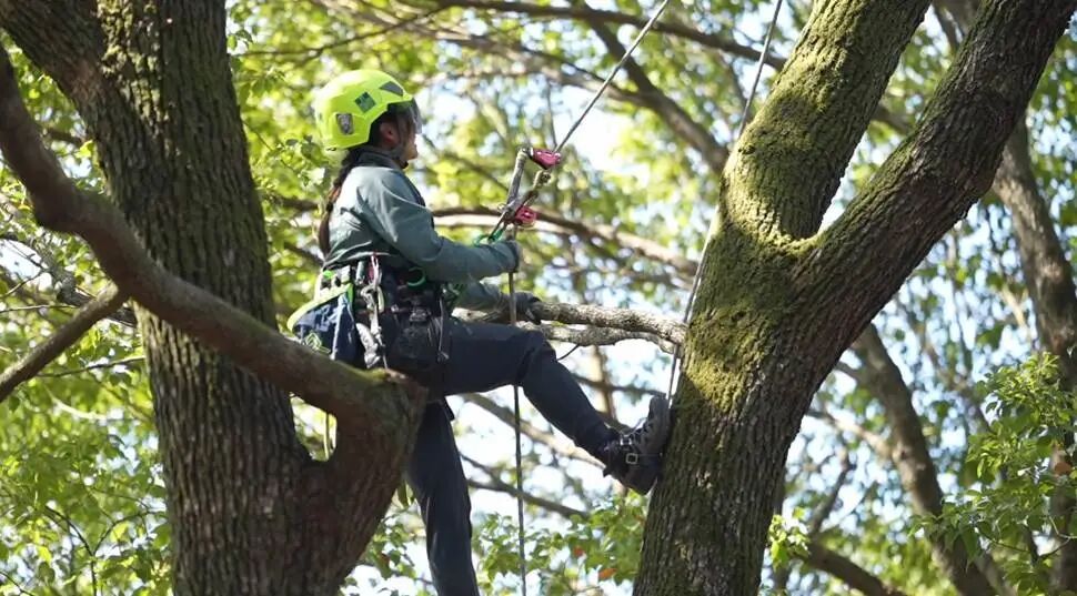 “爬树”真能“当饭吃”!南京这群爬上树梢的人,看的风景让人羡慕… “爬树”真能“当饭吃”!南京这群爬上树梢的人,看的风景让人羡慕…