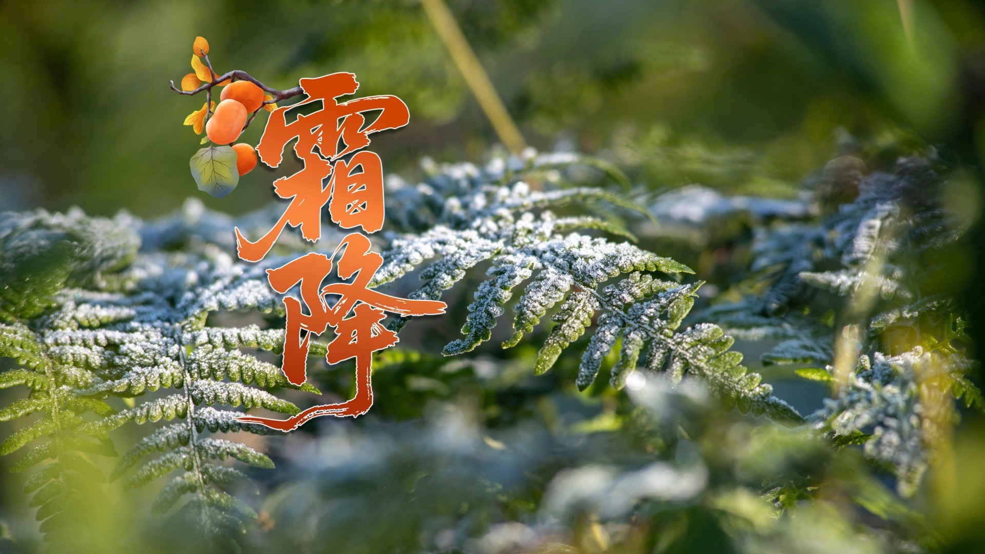 霜降防寒护骨！骨科专家分享中药外洗方