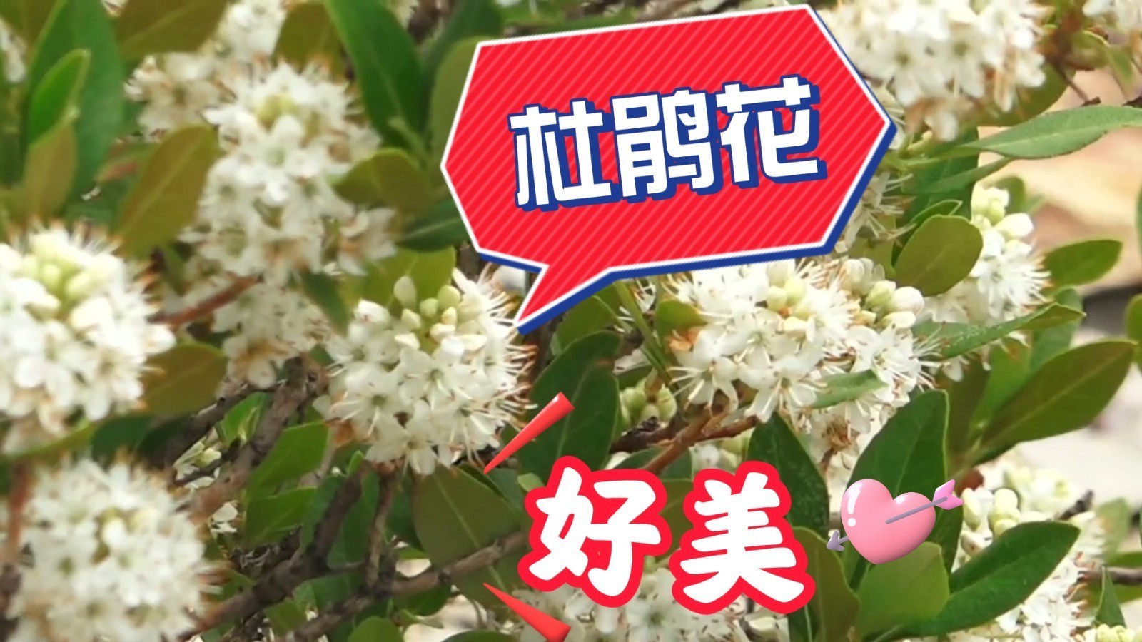 罕见!北京房山两万株野生白杜鹃大面积盛开 汇成绝美花海~ 罕见!北京房山两万株野生白杜鹃大面积盛开 汇成绝美花海~