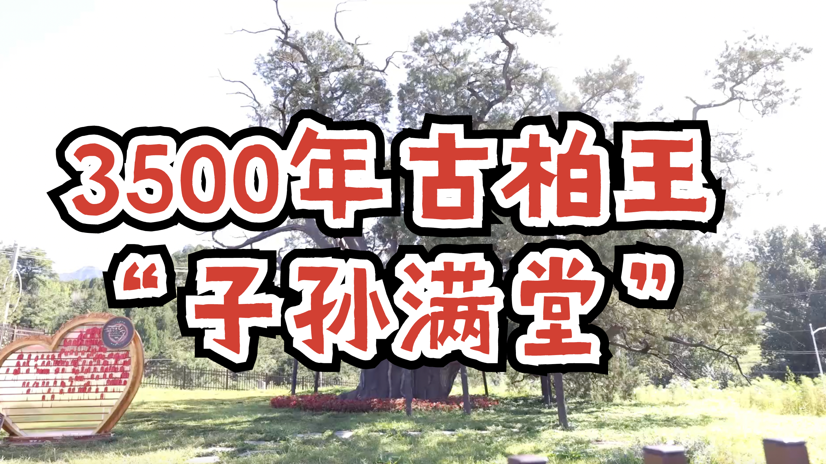 “九搂十八杈”断枝扦插成活 3500年古柏王“子孙满堂”