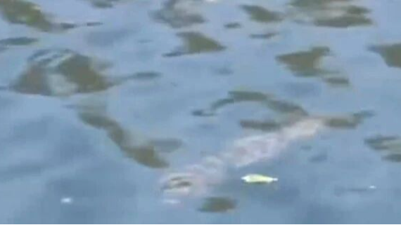 北京朝阳一公园内水域发现鳄鱼，哪儿来的？