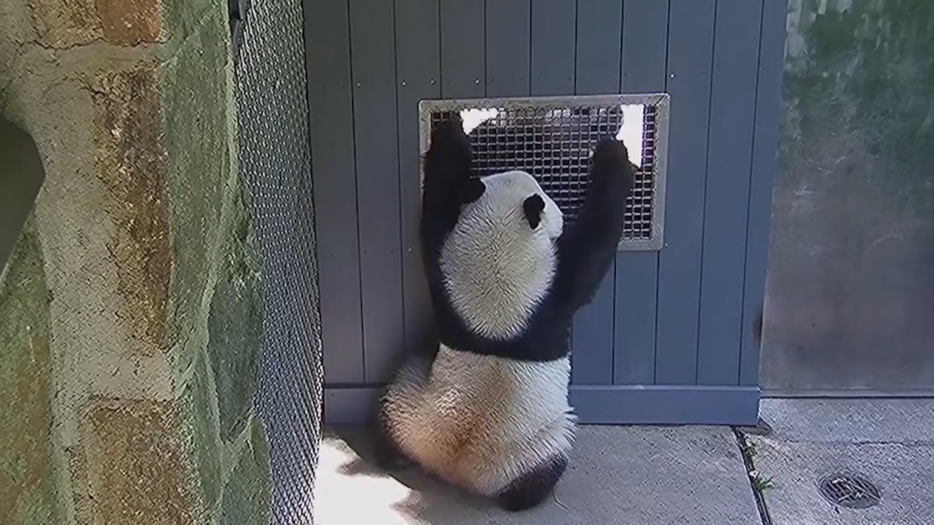 旅美大熊猫“宝力”“青宝”隔窗互动引关注
