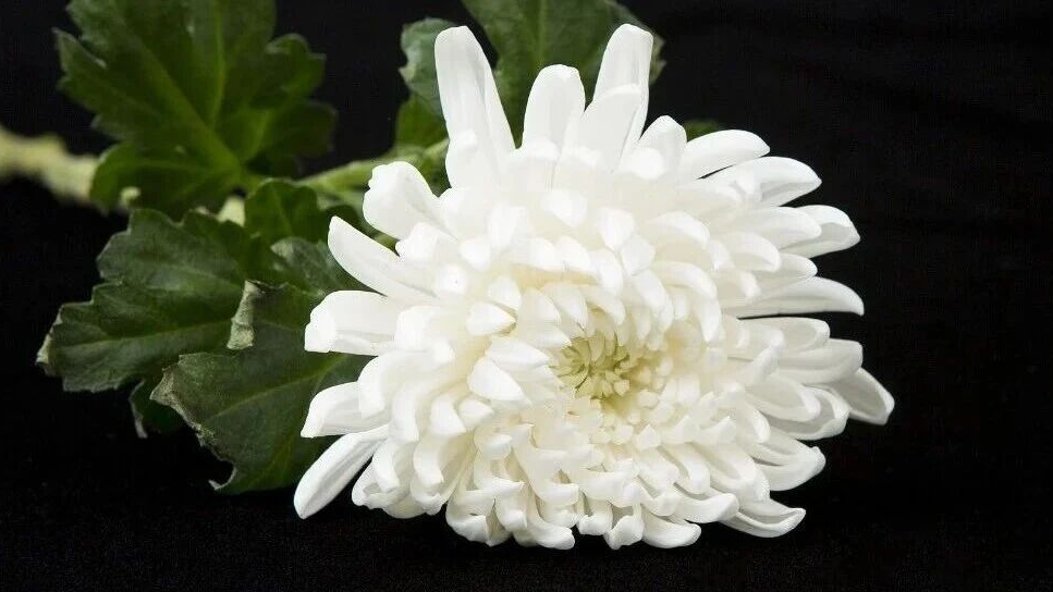 6名消防员因公牺牲！湖南一消防车救援返程途中坠崖，事故原因正调查