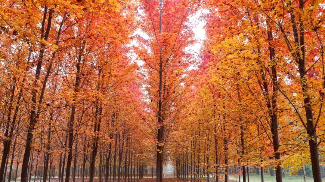 北房红枫林已到最佳观赏期,快来拍照打卡 北房红枫林已到最佳观赏期,快来拍照打卡