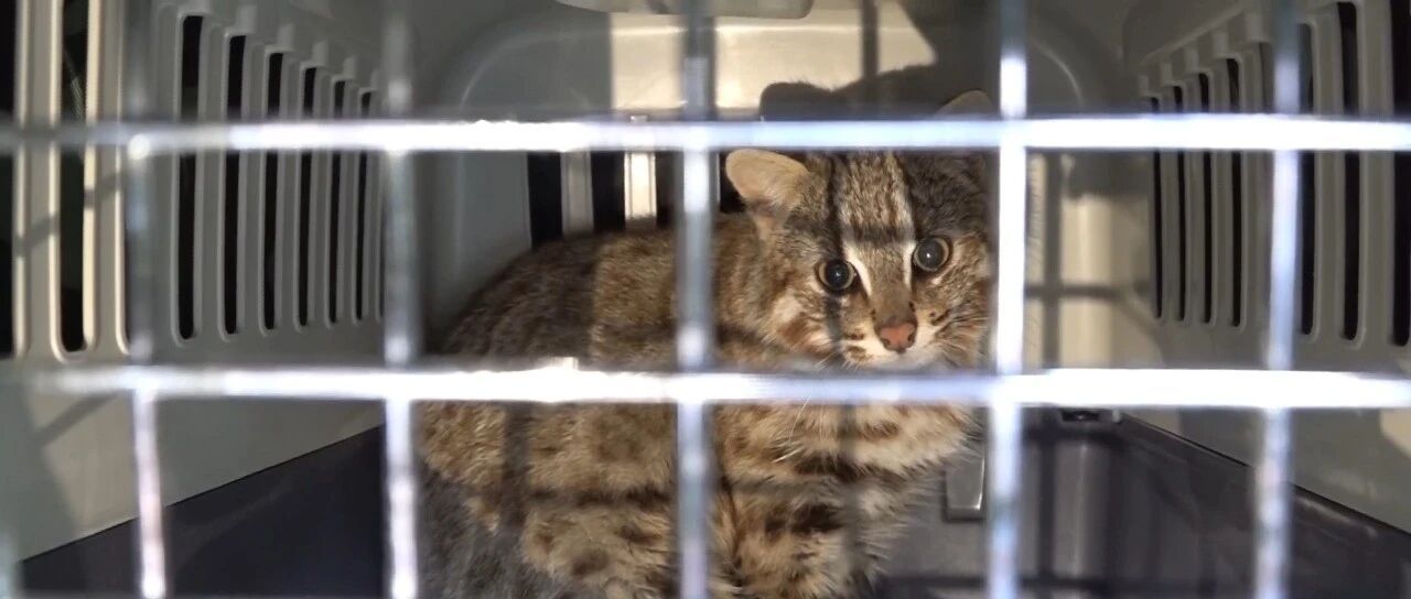 豹猫跑到了鸽农家，北京警察：我看看怎么个事儿？