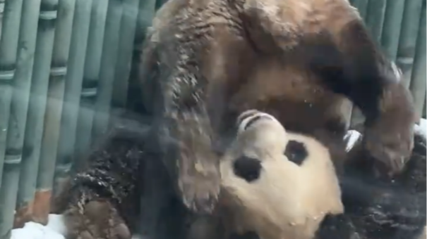 萌兰才是北京下雪天最会玩的显眼包