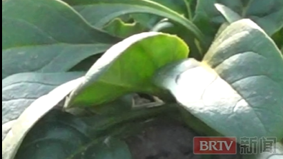 “趴地菠菜”为啥这么甜?!专家揭晓满分口感背后的秘密。 “趴地菠菜”为啥这么甜?!专家揭晓满分口感背后的秘密。