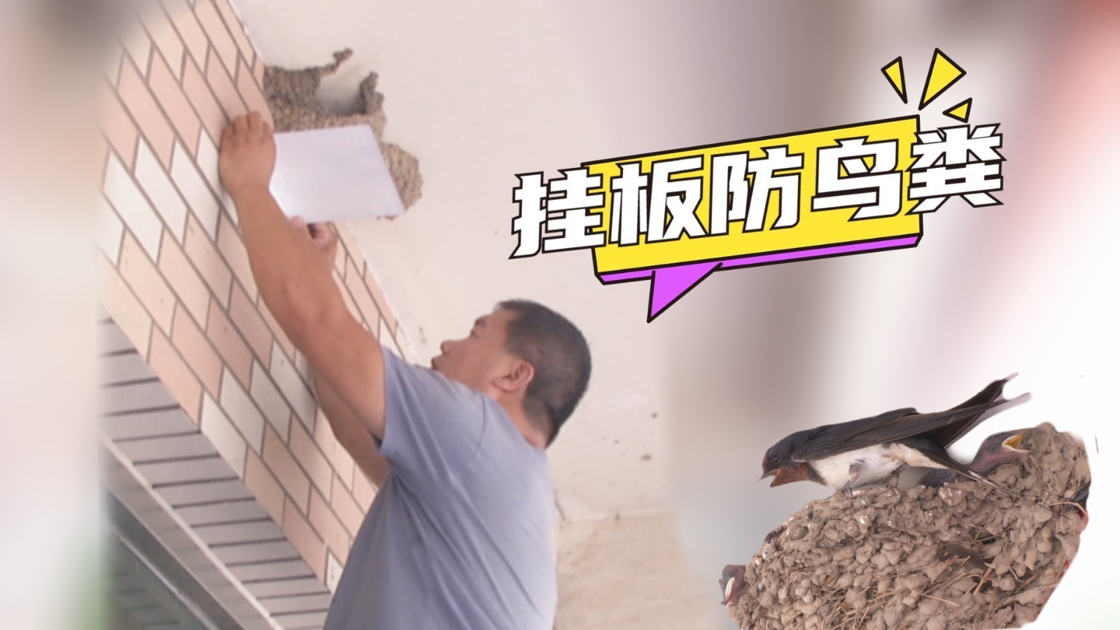 燕子筑巢 社区挂板防鸟粪