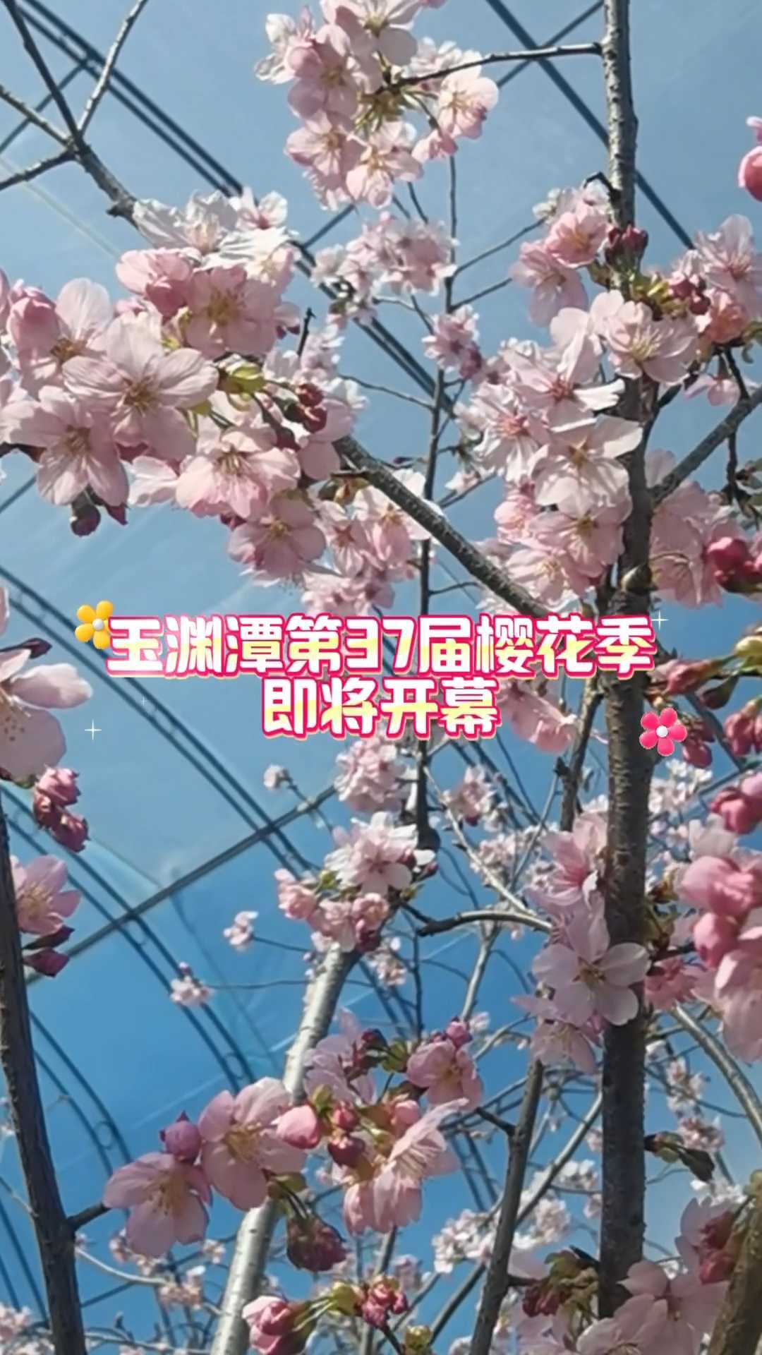 带香味的樱花来了 玉渊潭第37届樱花季即将开幕 带香味的樱花来了 玉渊潭第37届樱花季即将开幕