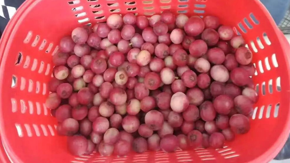 “粉色蓝莓400元一斤”冲上热搜，真相来了