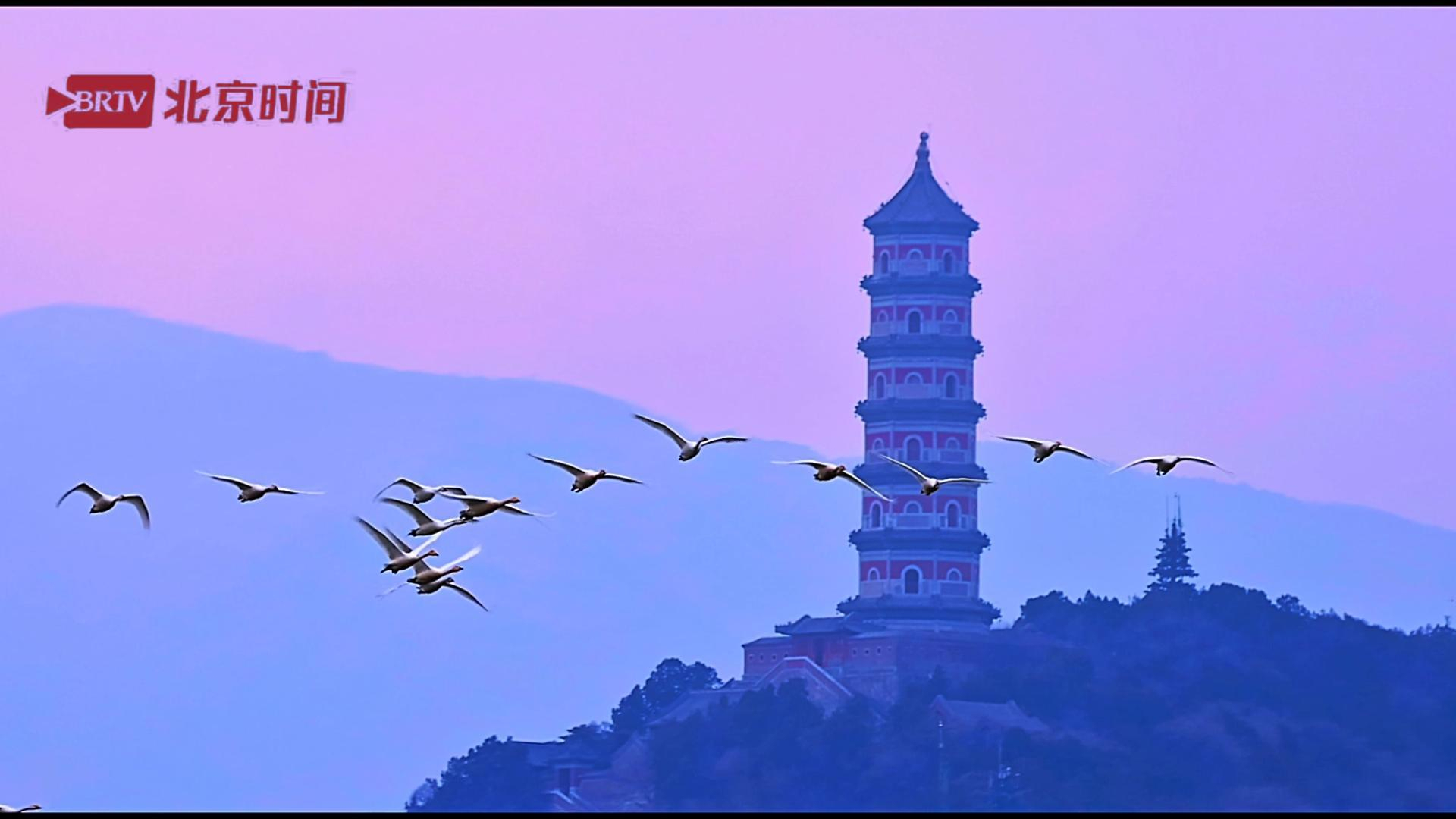 颐和园变身“天鹅湖” 佛香阁前天鹅起舞 颐和园变身“天鹅湖” 佛香阁前天鹅起舞