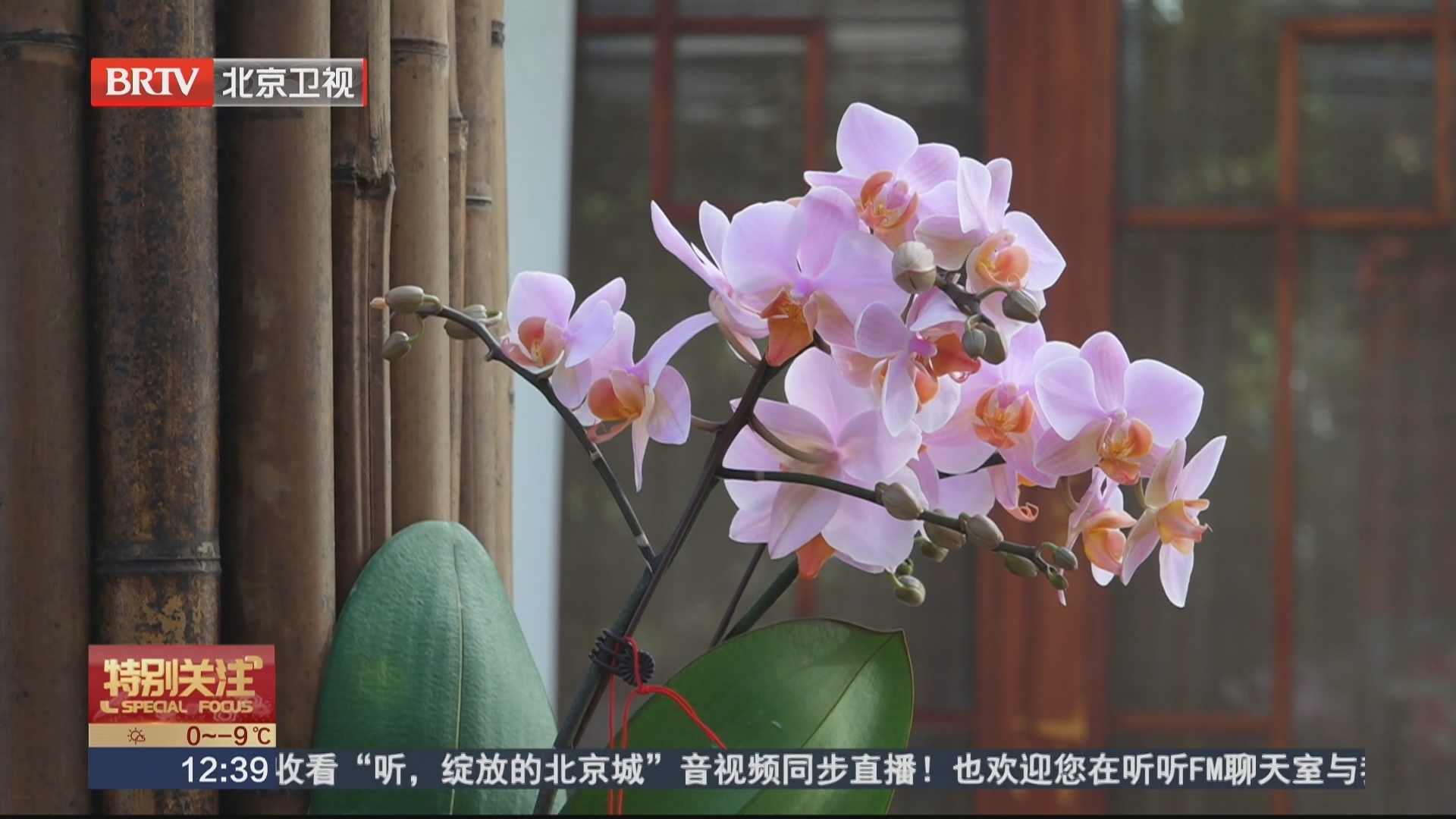 北京家庭园艺嘉年华开高校专场 面向公众开放精品兰花展