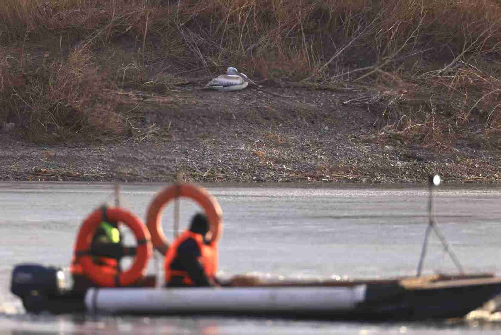 京城拍客今日精选|冰湖凝冬趣 飞鸟逐暖阳 京城拍客今日精选|冰湖凝冬趣 飞鸟逐暖阳