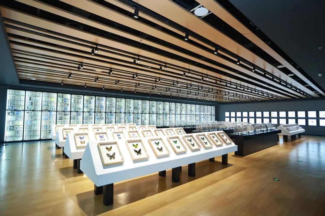 北京市自然昆虫博物馆开馆，位于南中轴地区