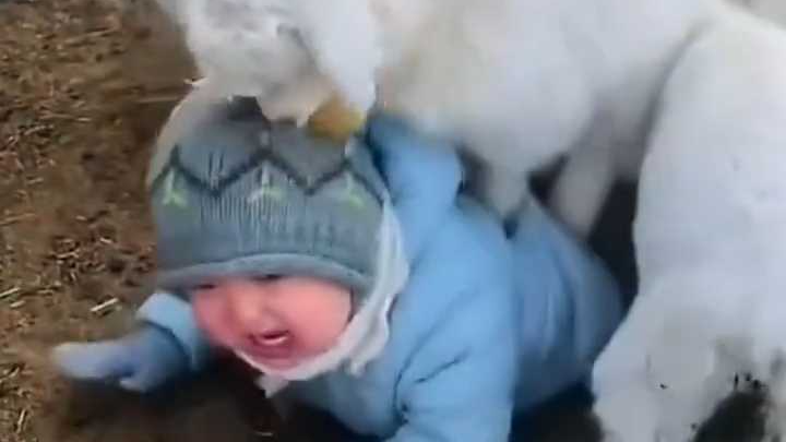 内蒙古的羊到底有多热情?“小人羔子”被小羊羔子“围攻” 内蒙古的羊到底有多热情?“小人羔子”被小羊羔子“围攻”