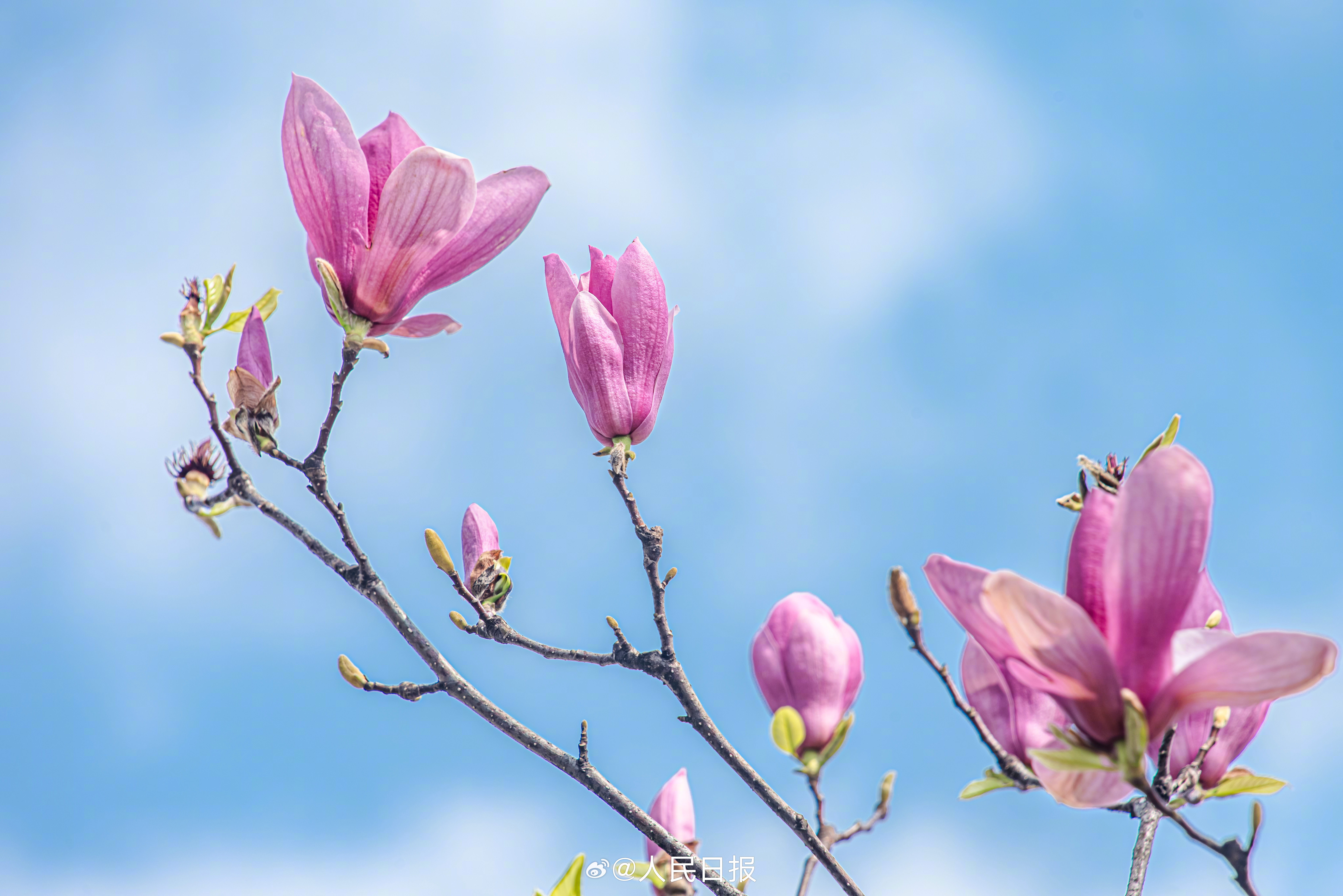分享美好!有一种春日浪漫是玉兰花开 分享美好!有一种春日浪漫是玉兰花开