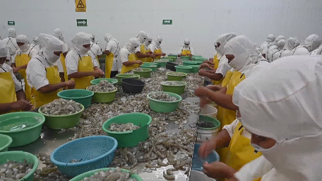 你吃过洪都拉斯白虾吗?洪都拉斯首批白虾输华,36吨美味正向你袭来 你吃过洪都拉斯白虾吗?洪都拉斯首批白虾输华,36吨美味正向你袭来