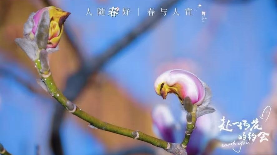 石景山“小鸟玉兰”破壳,勾勒诗意春光 石景山“小鸟玉兰”破壳,勾勒诗意春光