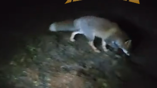 男子五台山徒步摸黑下山,正无助时遇到狐狸带路 男子五台山徒步摸黑下山,正无助时遇到狐狸带路