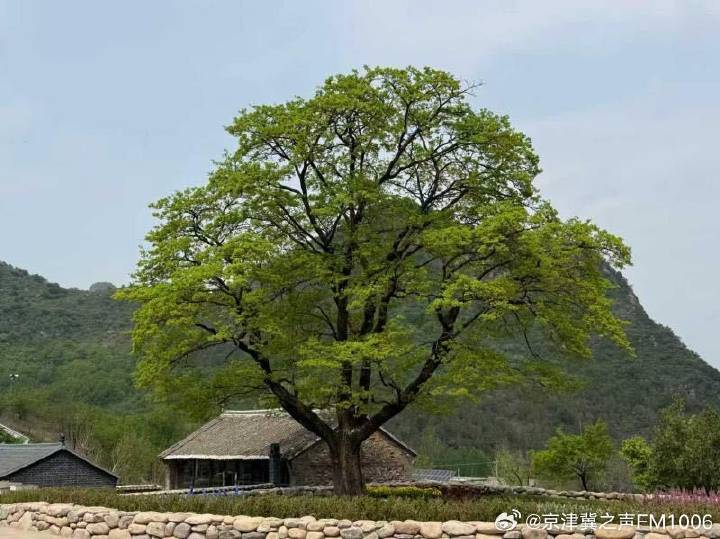 北京密云古树美了3500多年 北京密云古树美了3500多年