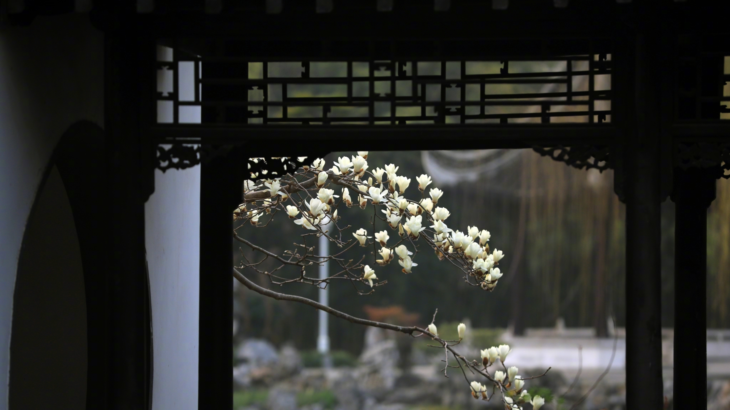 美不胜收!园林里的玉兰花秒开中国风 美不胜收!园林里的玉兰花秒开中国风